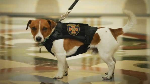 The bravest dog: Meet Patron, the Jack Russell Terrier, sniffing out Russian mines in Ukraine