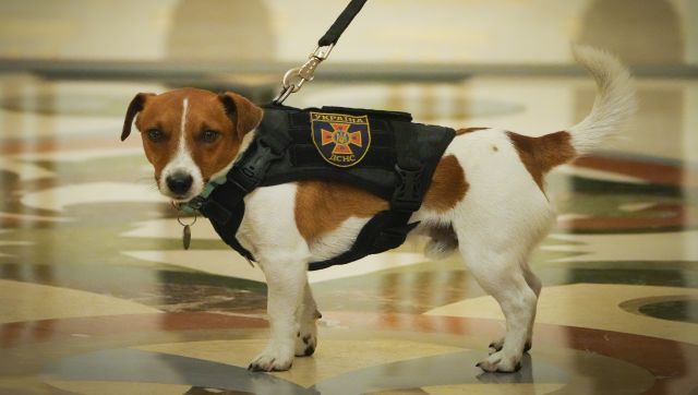 The bravest dog: Meet Patron, the Jack Russell Terrier, sniffing out Russian mines in Ukraine The bravest dog: Meet Patron, the Jack Russell Terrier, sniffing out Russian mines in Ukraine