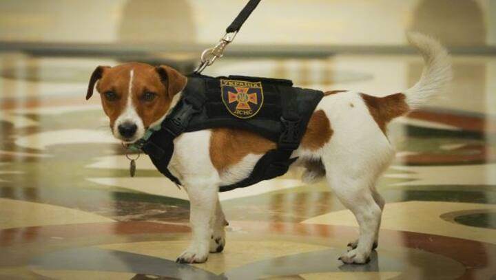 The bravest dog: Meet Patron, the Jack Russell Terrier, sniffing out Russian mines in Ukraine