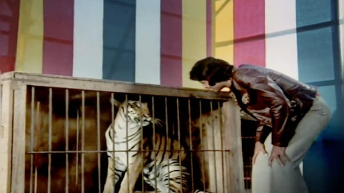 Retake: I of the Tiger - Taming tigers, fighting lions and reactive ideas of masculinity