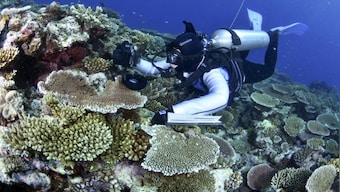 Explained: Why UN wants to declare the Great Barrier Reef as 'endangered'