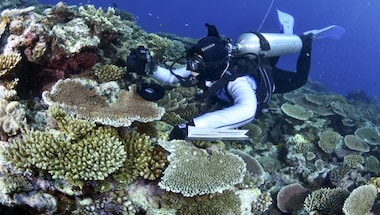 Explained: Why UN wants to declare the Great Barrier Reef as 'endangered'