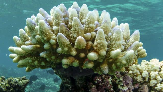 This photo supplied by the Great Barrier Reef Marine Park Authority (GBRMPA) shows reef scape of bleached coral in the Townsville/Whitsunday management area of the Great Barrier Reef in Australia. GBRMPA via AP)