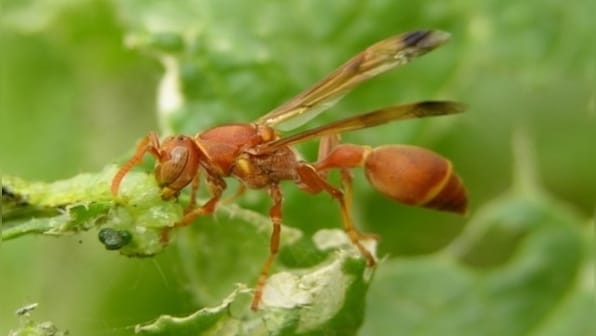 Wasps foil suicide bid by woman in Kerala