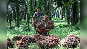 Indonesia to lift palm oil export ban on 23 May, says president Joko Widodo