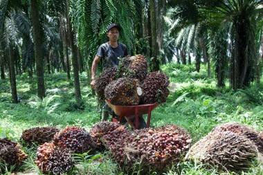 Indonesia to lift palm oil export ban on 23 May, says president Joko Widodo
