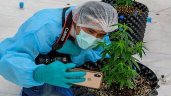 On a high: Why Thailand will distribute one million free cannabis plants to homes