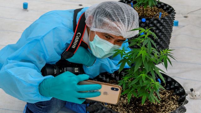 On a high: Why Thailand will distribute one million free cannabis plants to homes On a high: Why Thailand will distribute one million free cannabis plants to homes