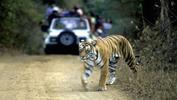 Watch: Police personnel creates green corridor for tiger, video impresses internet