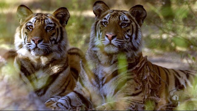 Ramgarh Vishdhari Sanctuary notified as tiger reserve: Why Rajasthan needed a fourth sanctuary Ramgarh Vishdhari Sanctuary notified as tiger reserve: Why Rajasthan needed a fourth sanctuary