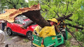 Explained: As Delhi gets battered by heavy rains, decoding why trees fall down in cities
