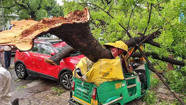 Explained: As Delhi gets battered by heavy rains, decoding why trees fall down in cities