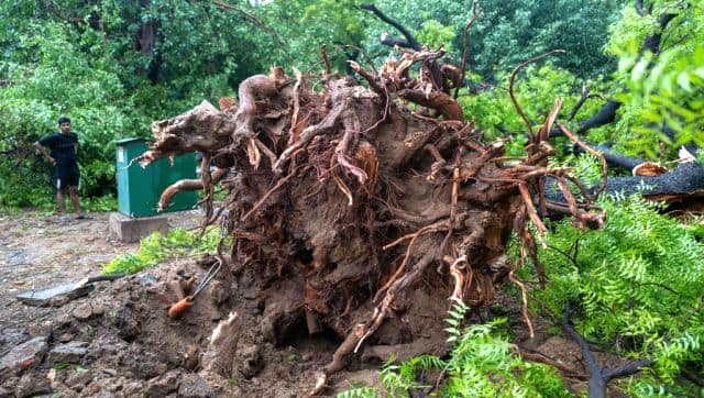 A man looks at an uprooted tree on a street after a storm in New Delhi. AFP