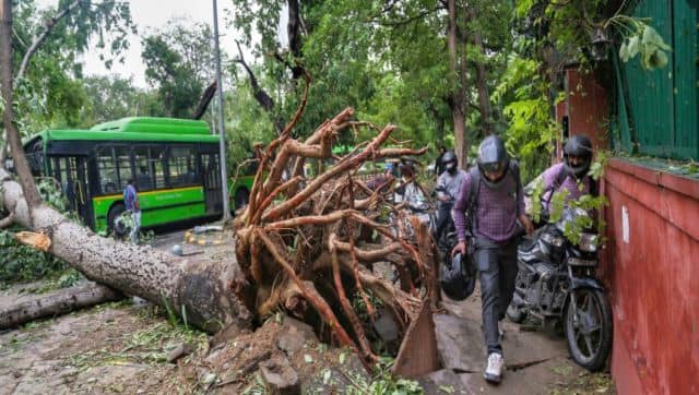 Poor quality of soil or oversaturated soil also causes trees to fall over. PTI