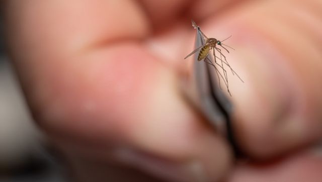 Kerala on alert after 47-year-old dies of West Nile fever: What is the virus? Kerala on alert after 47-year-old dies of West Nile fever: What is the virus?