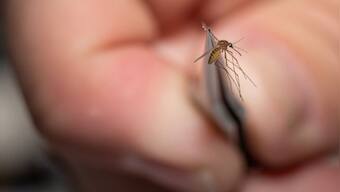 Kerala on alert after 47-year-old dies of West Nile fever: What is the virus?