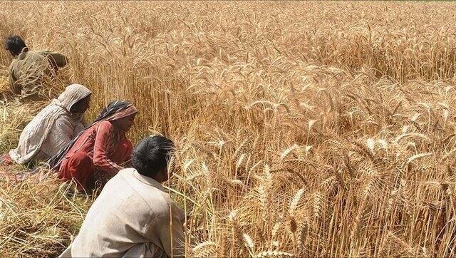 Wheat export ban: Indian farmers and traders fume as prices soar abroad Wheat export ban: Indian farmers and traders fume as prices soar abroad