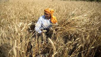 Explained: How criticism of India’s wheat ban export isn’t accurate