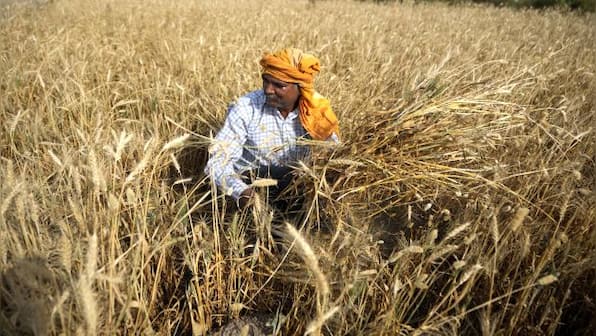 Explained: How criticism of India’s wheat ban export isn’t accurate