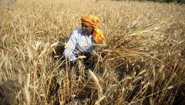 Explained: How criticism of India’s wheat ban export isn’t accurate Explained: How criticism of India’s wheat ban export isn’t accurate
