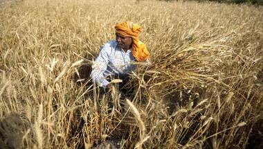 Explained: How criticism of India’s wheat ban export isn’t accurate