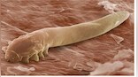 Explained: Mites that have sex on our faces at night could go extinct and why that’s a bad thing