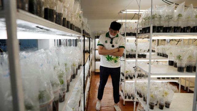 High Stakes Why weed has taken centre stage in Thailands general election