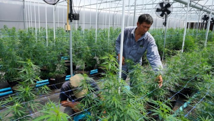 High Stakes: Why weed has taken centre stage in Thailand’s general election