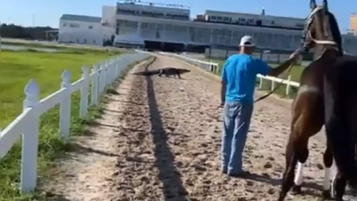 Watch: Alligator crosses racetrack, leaves horse scared; see viral video here