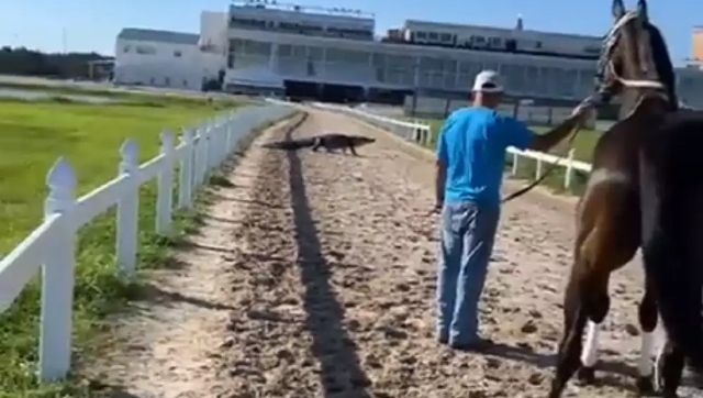 Watch: Alligator crosses racetrack, leaves horse scared; see viral video here Watch: Alligator crosses racetrack, leaves horse scared; see viral video here