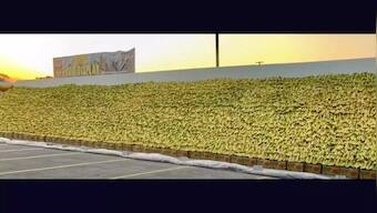 US grocery store's banana display enters Guinness World Record, watch video