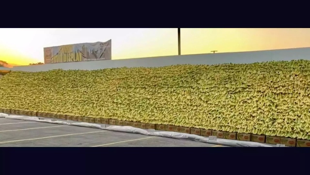 US grocery store's banana display enters Guinness World Record, watch video US grocery store's banana display enters Guinness World Record, watch video