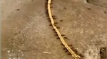 'When Ants become Ant-i social': Ants carry away gold chain, watch video here
