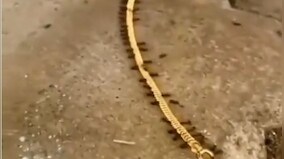 'When Ants become Ant-i social': Ants carry away gold chain, watch video here
