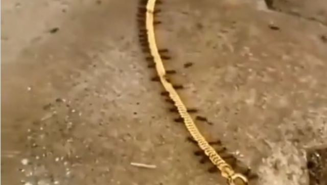'When Ants become Ant-i social': Ants carry away gold chain, watch video here 'When Ants become Ant-i social': Ants carry away gold chain, watch video here