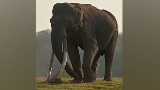 Kabini's famous elephant with longest tusks no more: What you need to