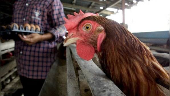 High Quality: How cannabis-fed chickens could help in weaning poultry off antibiotics