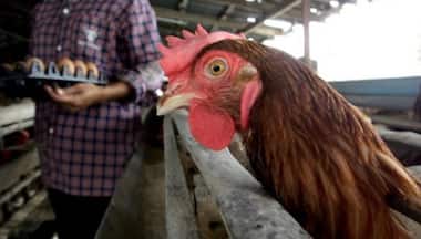 High Quality: How cannabis-fed chickens could help in weaning poultry off antibiotics