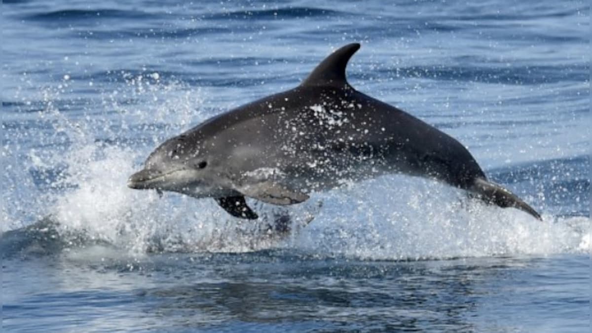 Explained: How thousands of dolphins are dying in the Black Sea due to Ukraine war