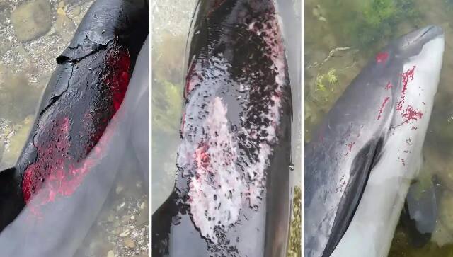 Dolphins washed up on the coasts of Turkey, Bulgaria and Ukraine had suffered burns from explosions and other injuries to organs used for orientation. Photo: Kosta Atanasov