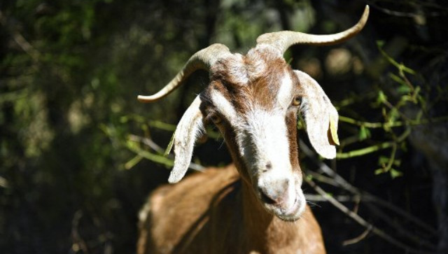 Explained: From GOAT to Gaslighting, words to stop using in 2023 Explained: From GOAT to Gaslighting, words to stop using in 2023