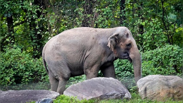 Elephant gets electrocuted during procession in Gujarat's Mehsana; video goes viral