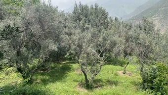 How olive cultivation in Uri is transforming the lives of Kashmiri farmers