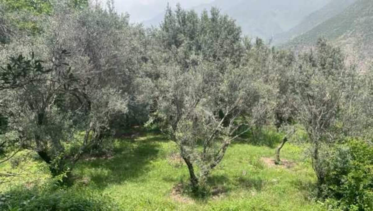 Olive tree cultivation - AZUD