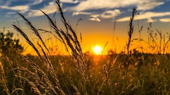 Centre hikes paddy MSP by Rs 100 per quintal for 2022-23