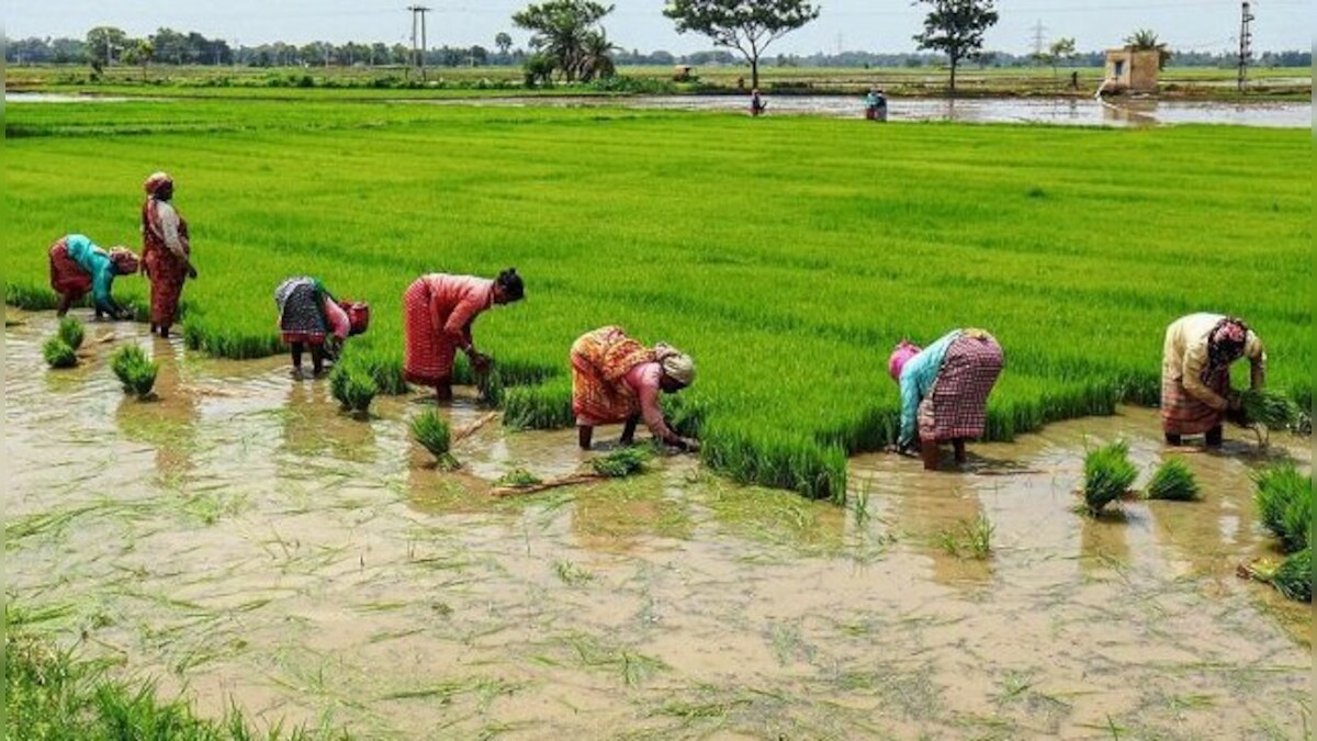 Rice retail prices soar by 6.31 per cent as less area sown with paddy this year