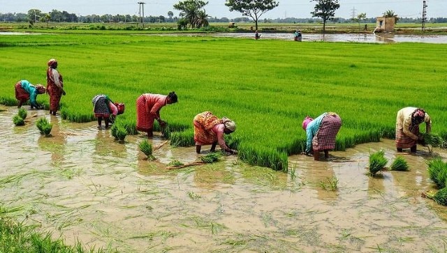 Rice retail prices soar by 6.31 per cent as less area sown with paddy this year Rice retail prices soar by 6.31 per cent as less area sown with paddy this year