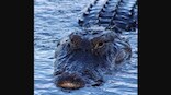Watch: Huge alligator charges at Florida man taking its pictures, terrifying video goes viral