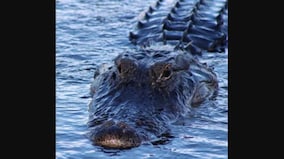 Watch: Huge alligator charges at Florida man taking its pictures, terrifying video goes viral