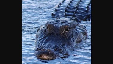 Watch: Huge alligator charges at Florida man taking its pictures, terrifying video goes viral